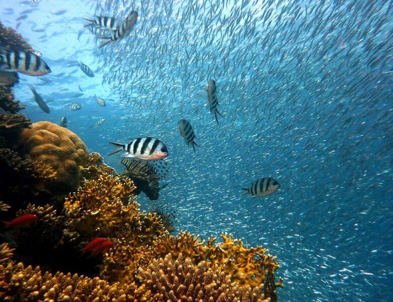 GIORNATA DEGLI OCEANI, “LIFE & LIVELIHOODS”. A GENOVA “SLOW FISH 2021”